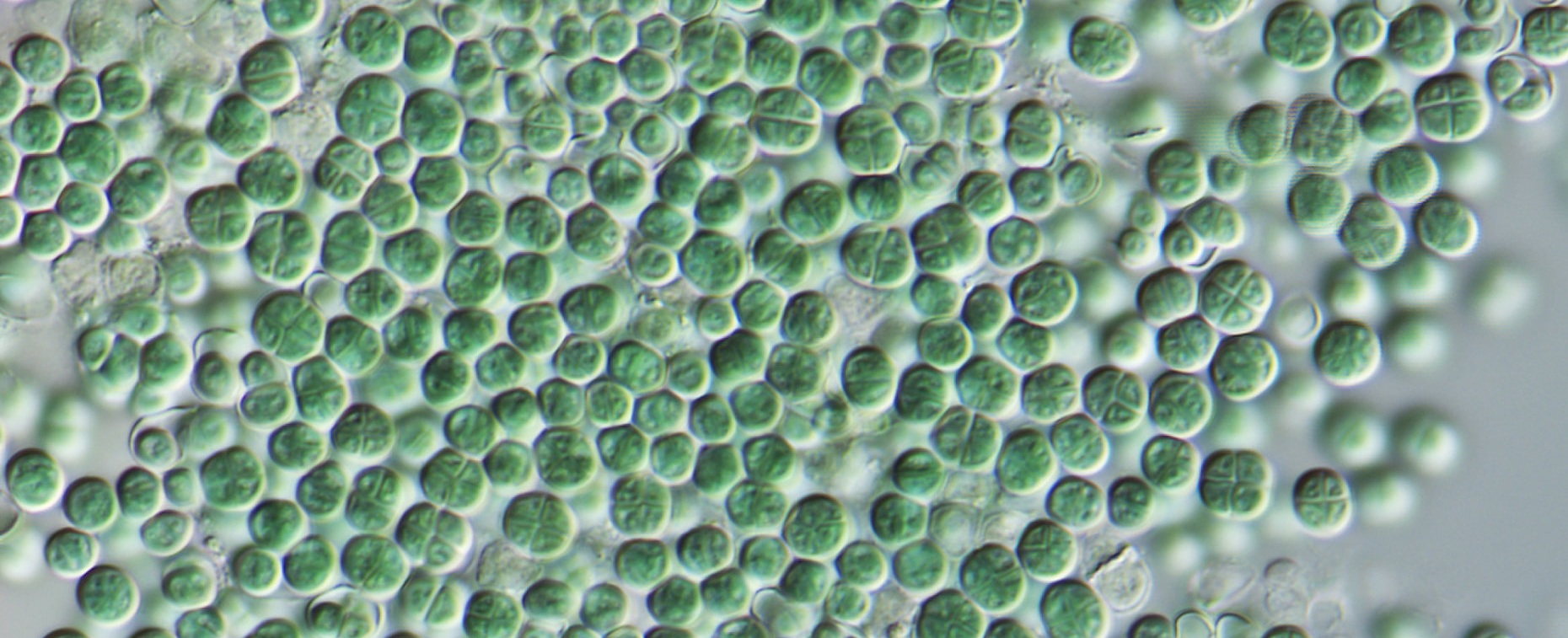 Chroococcidiopsis thermalis