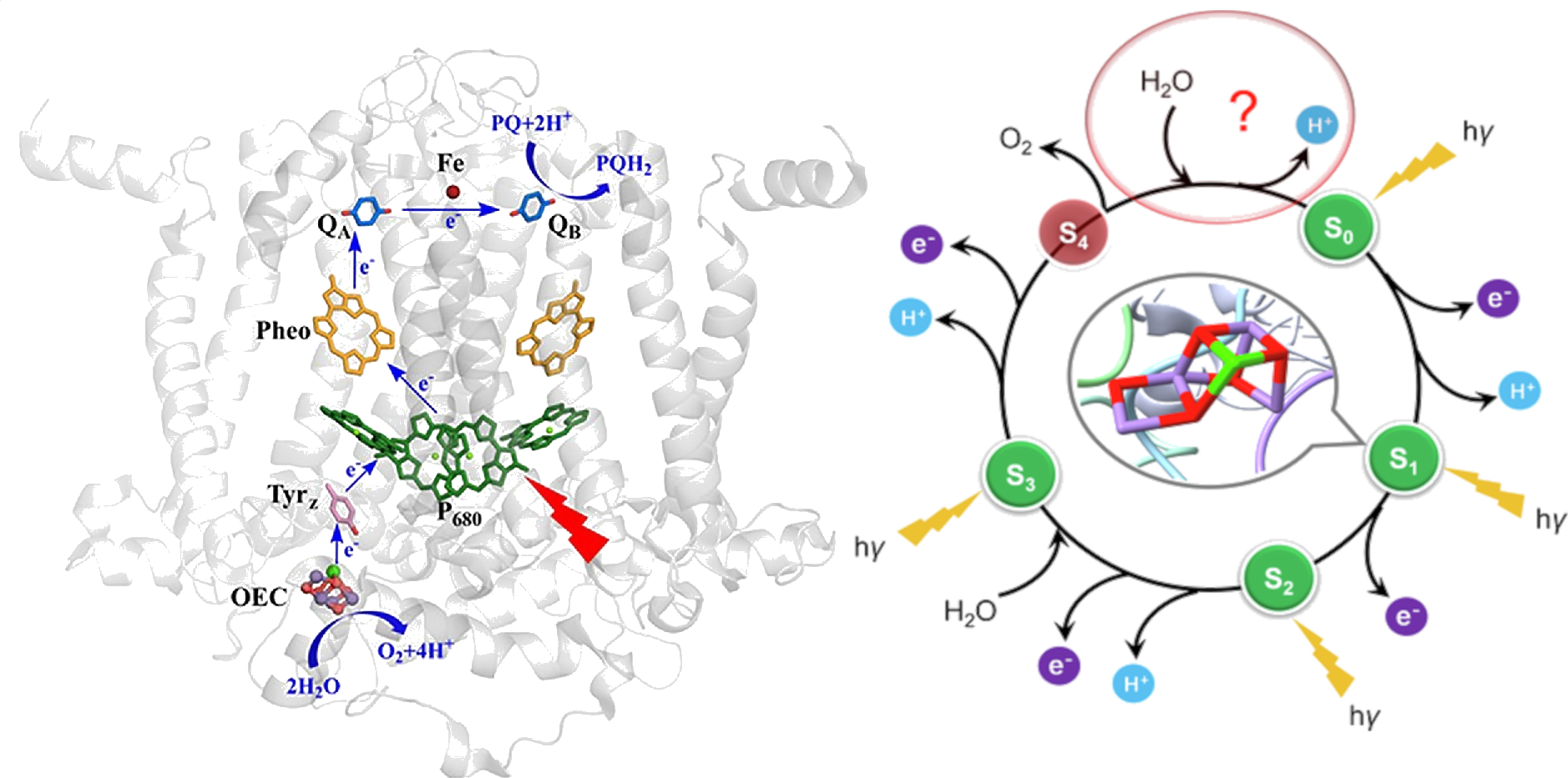 The OEC and S-clock diagrams