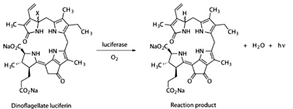 Algae luciferin