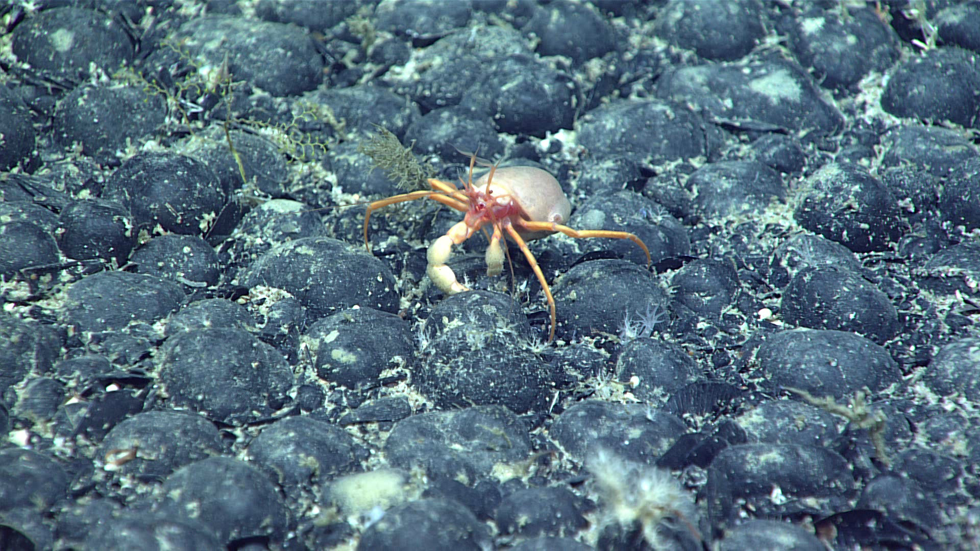 Ferromanganese nodules on the sea floor
