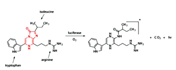 Crustacean luciferin