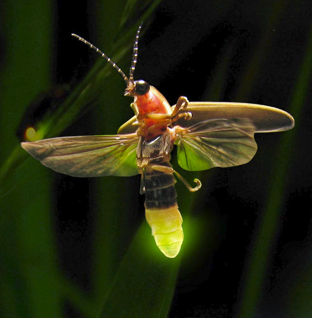 Firefly bioluminescence