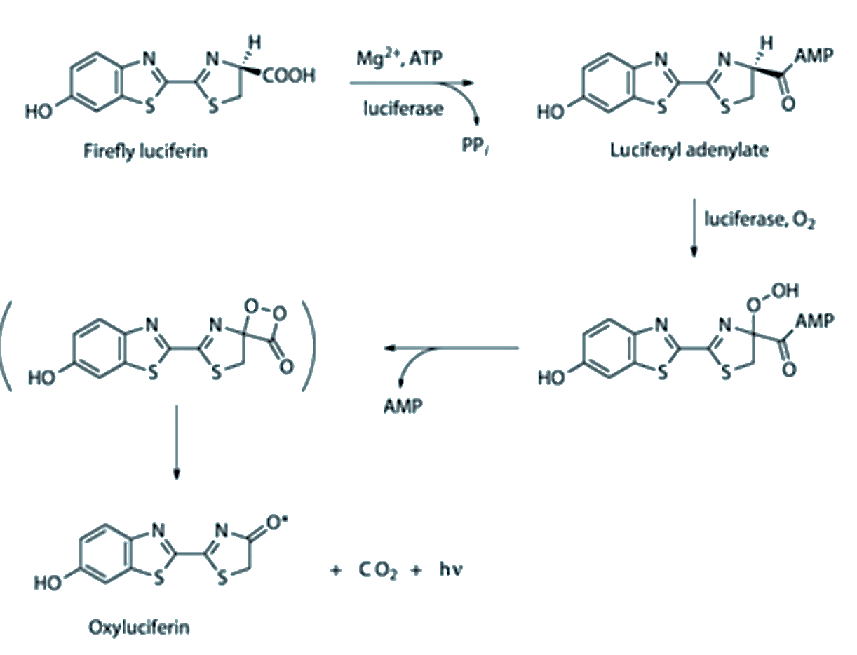 Firefly luciferin