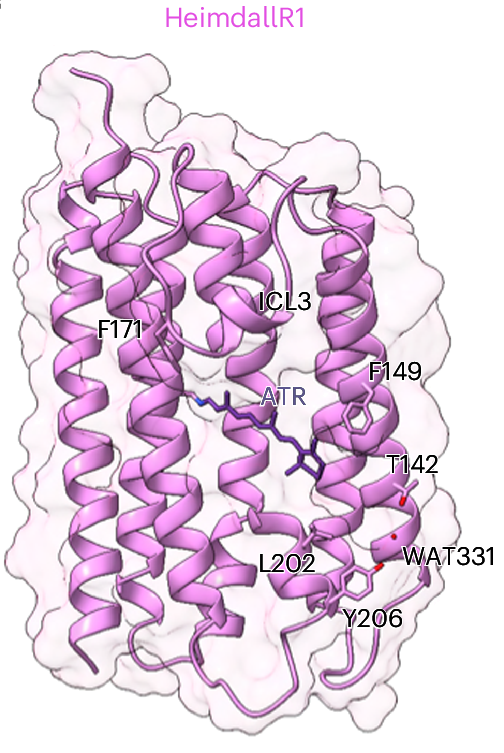 HemdallR1 archaeal rhodopsin