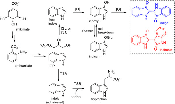 Indigo biosynthesis in plants