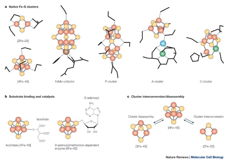 Iron-Sulfur clusters