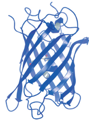 Jellyfish luciferase