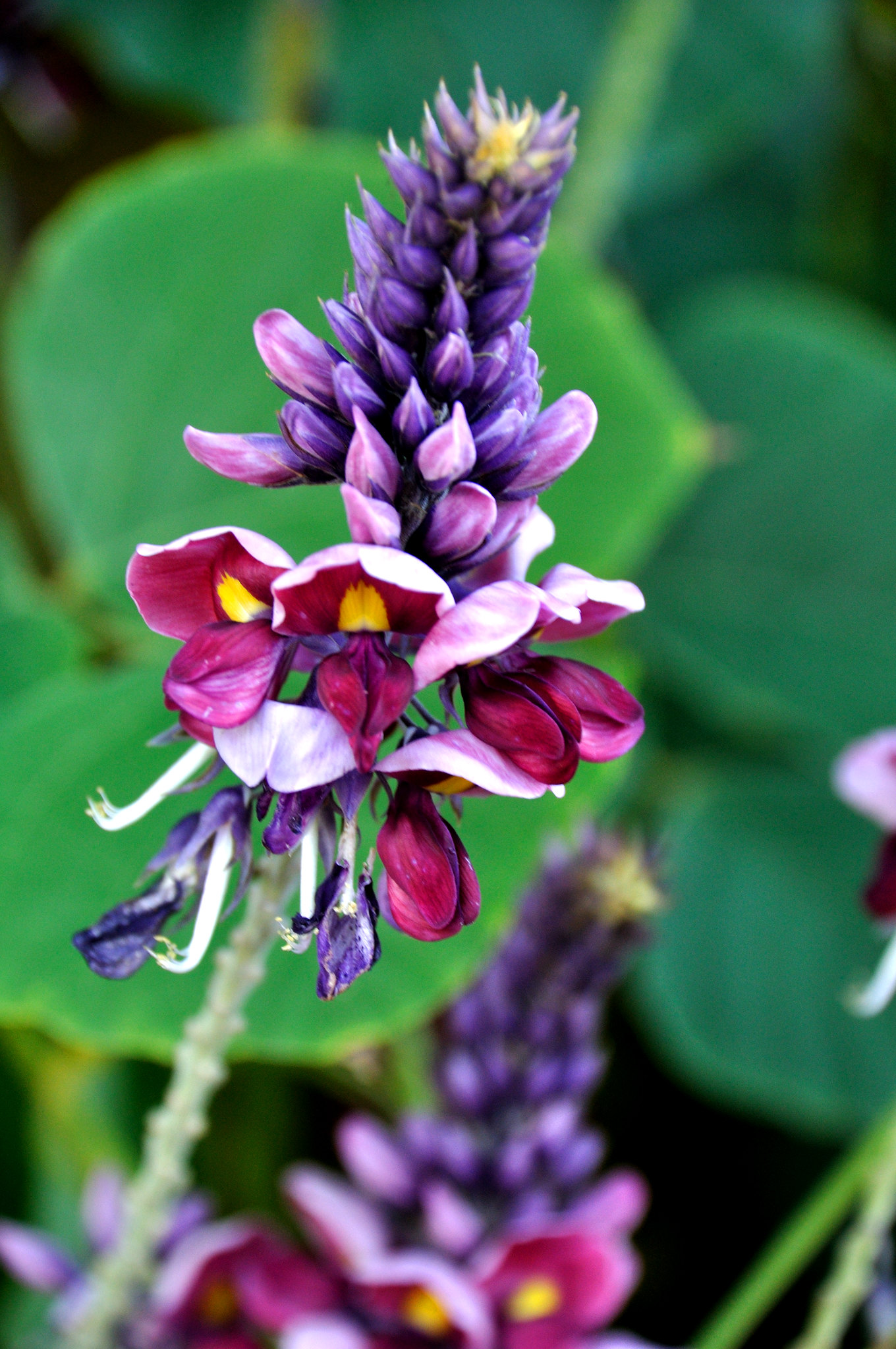 Nitrogen fixation: artificial lightning, bird poop, and how kudzu grew out of control