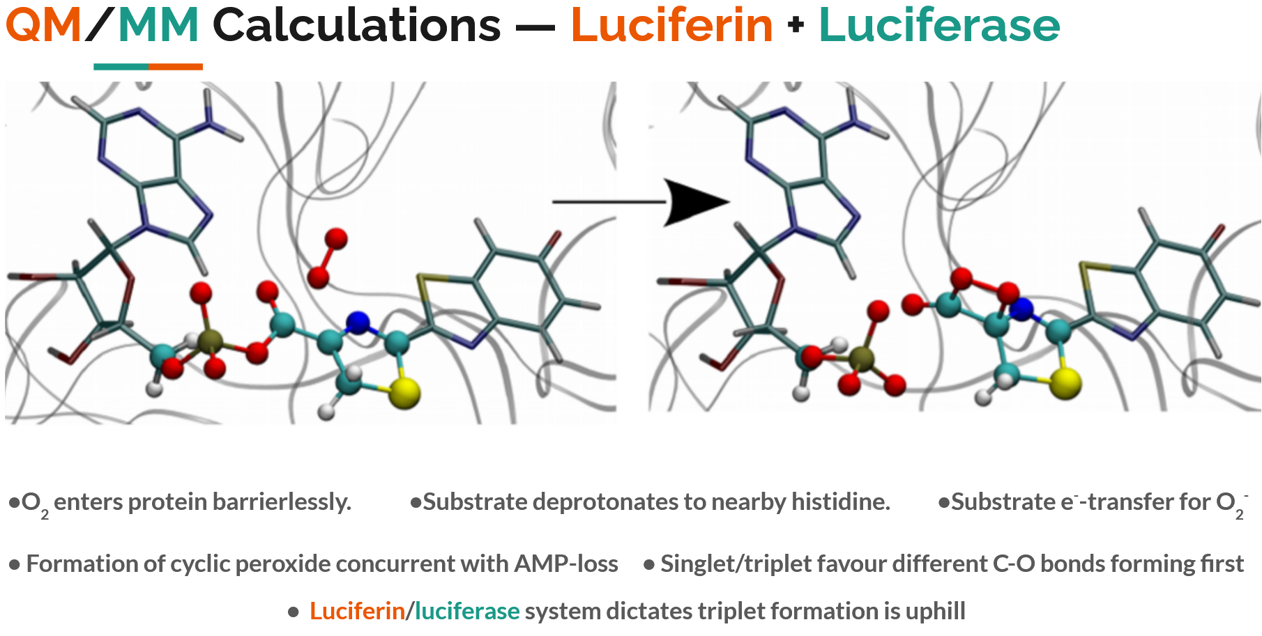 Luciferin QM/MM