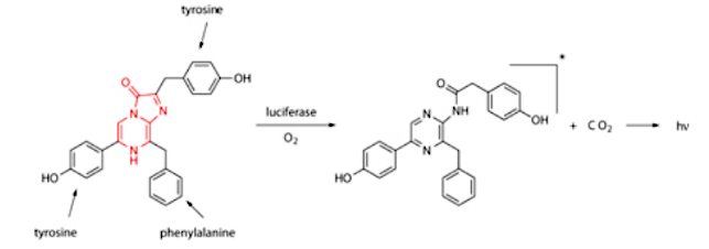 Sea pansy luciferin