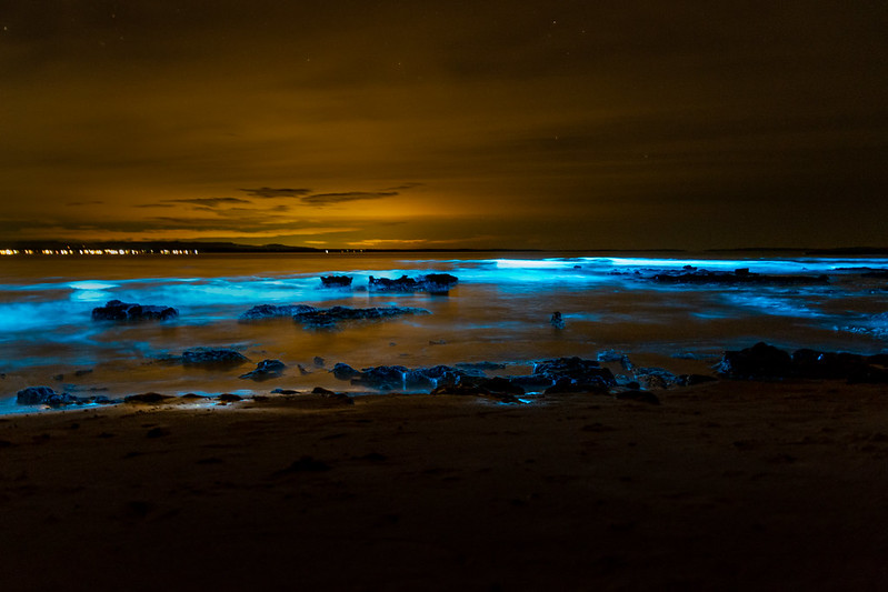 The chemistry behind bioluminescence